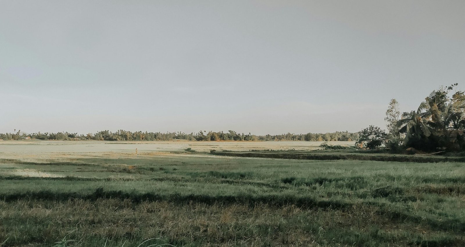 Grünes Grasfeld unter weißem Himmel bei Tageslicht auf Mallorca, aufgenommen von John Moses Aposaga.