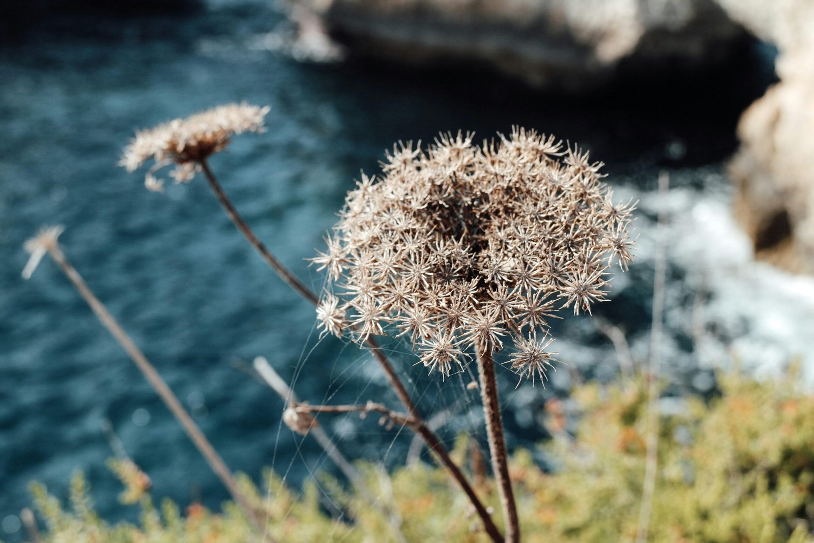 Nahaufnahme einer Löwenzahnblume auf Mallorca, aufgenommen von Barbara Kosulin, mit zarten Blüten und feinen Härchen