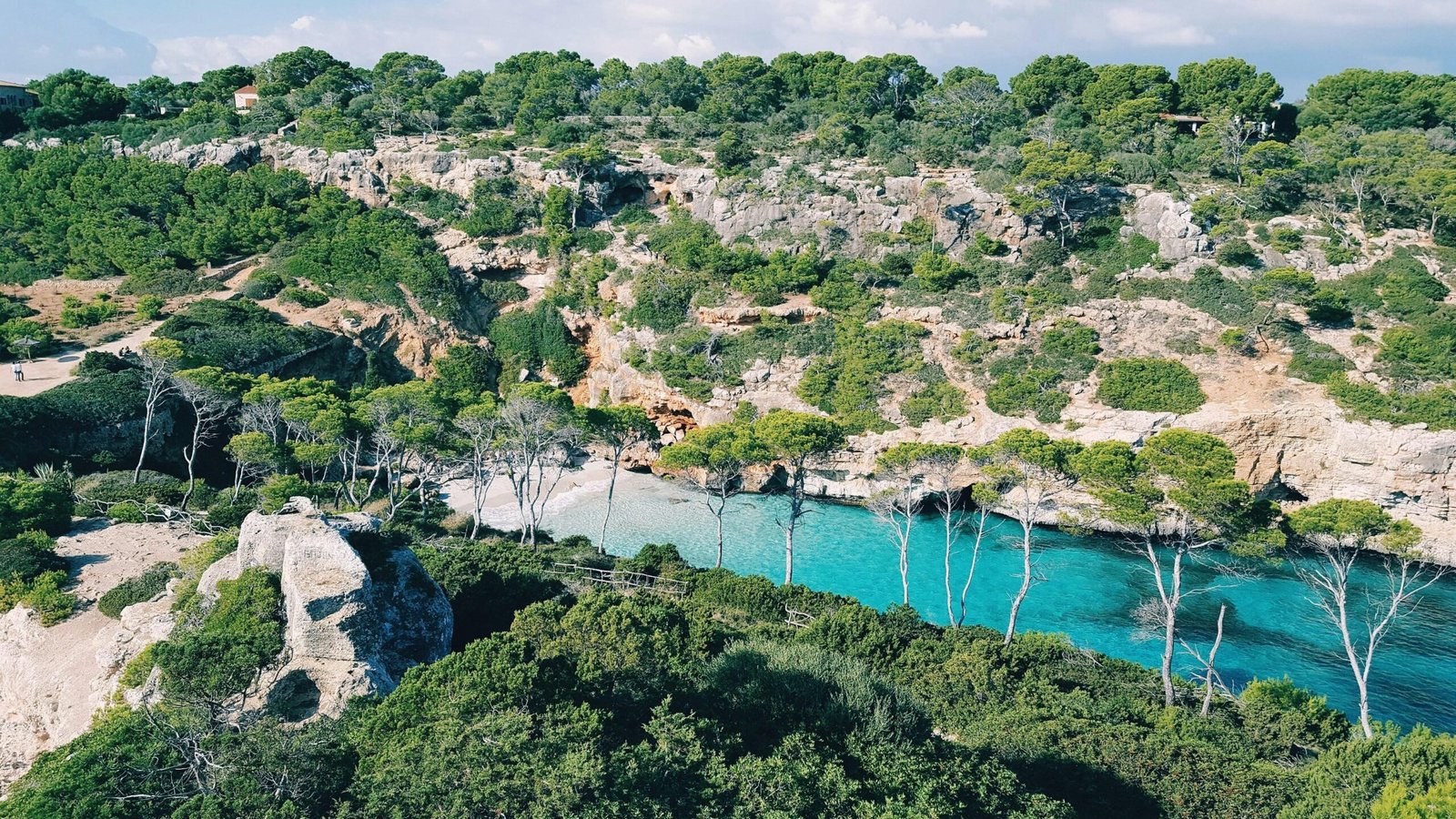 Luftaufnahme von Bäumen neben Wasser auf Mallorca, fotografiert von Reiseuhu