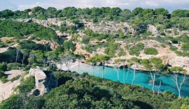 Luftaufnahme von Bäumen am Wasser auf Mallorca, aufgenommen von Reiseuhu