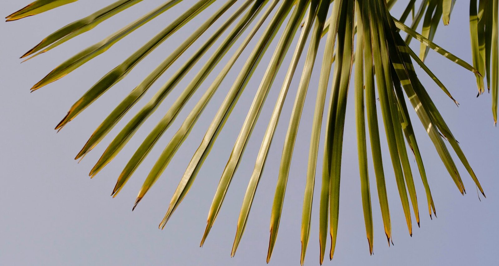 Nahaufnahme einer Pflanze auf Mallorca, die Blätter und Strukturen im Fokus zeigt, aufgenommen von Toru Wa.