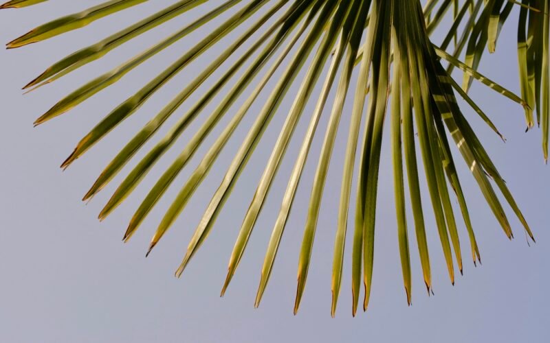 Nahaufnahme einer Pflanze auf Mallorca, die Blätter und Strukturen im Fokus zeigt, aufgenommen von Toru Wa.