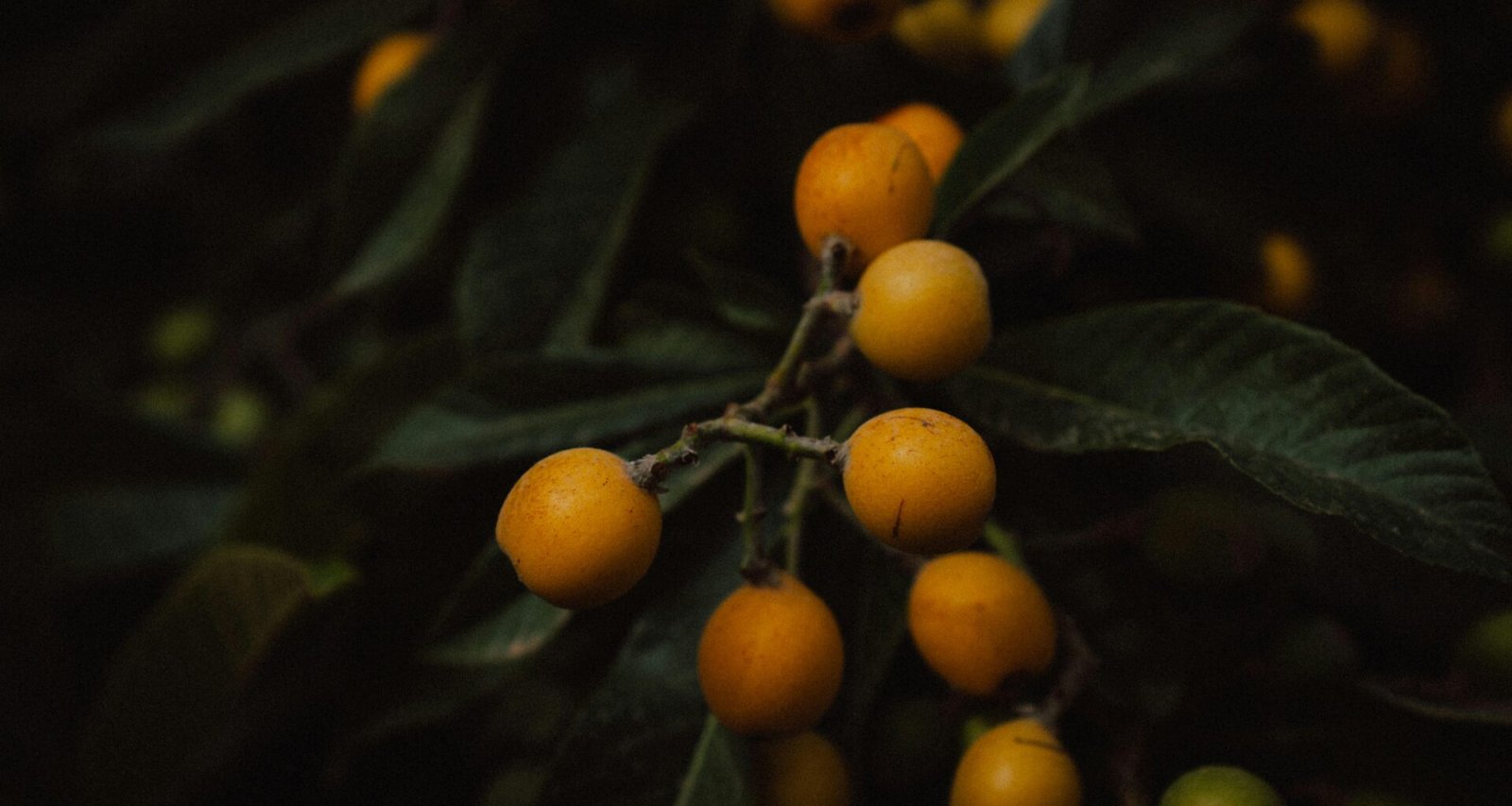 Nahaufnahme von reifen Loquats an einem dunklen Blattzweig auf Mallorca, fotografiert von Steffen Schubert
