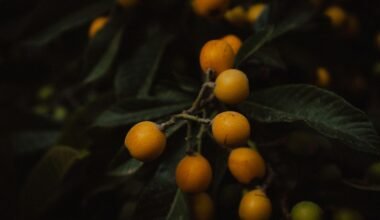 Nahaufnahme von reifen Loquats an einem dunklen Blattzweig auf Mallorca, fotografiert von Steffen Schubert