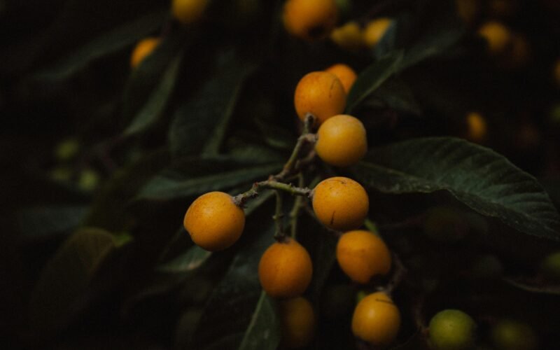 Nahaufnahme von reifen Loquats an einem dunklen Blattzweig auf Mallorca, fotografiert von Steffen Schubert