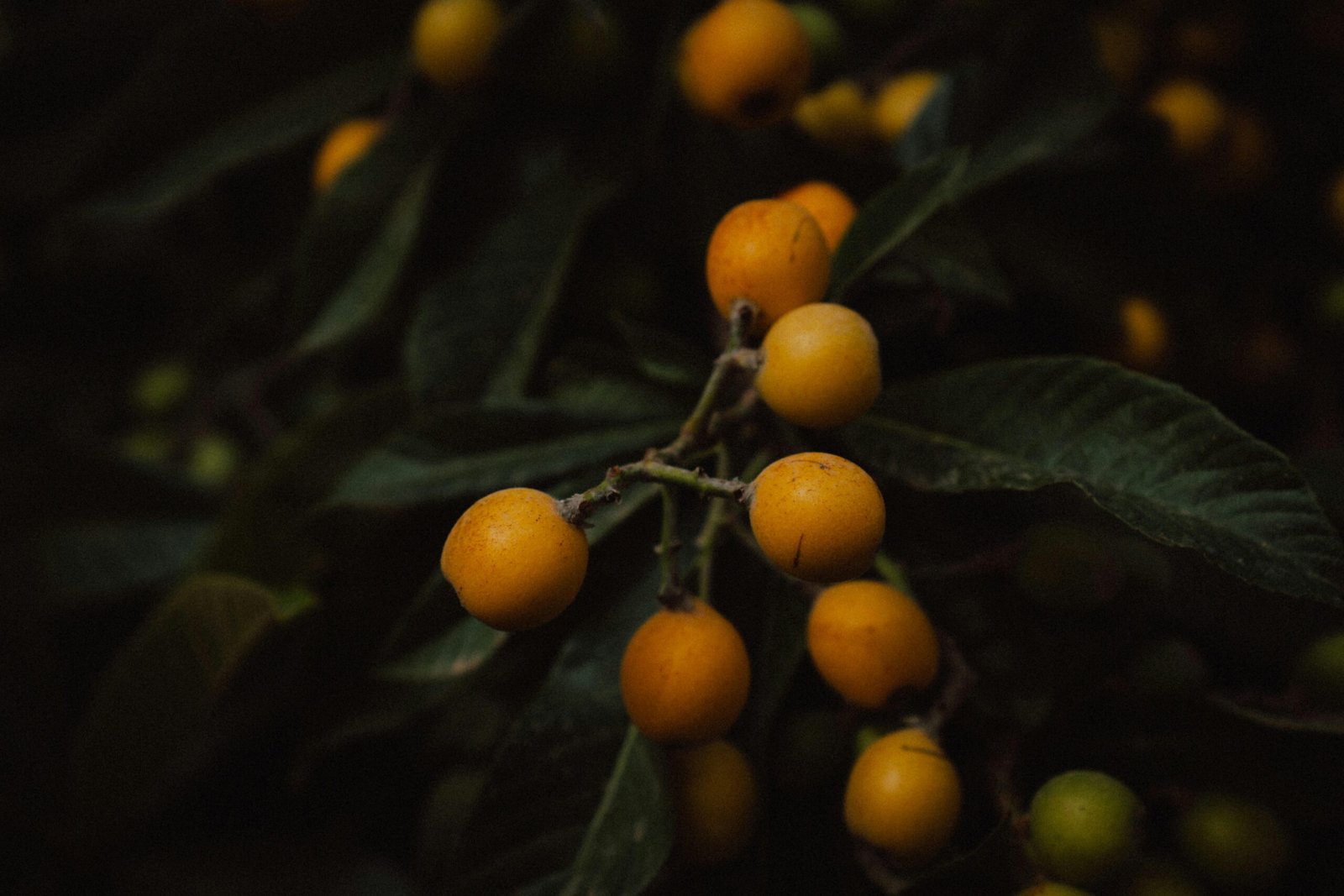 Nahaufnahme von reifen Loquats an einem dunklen Blattzweig auf Mallorca, fotografiert von Steffen Schubert