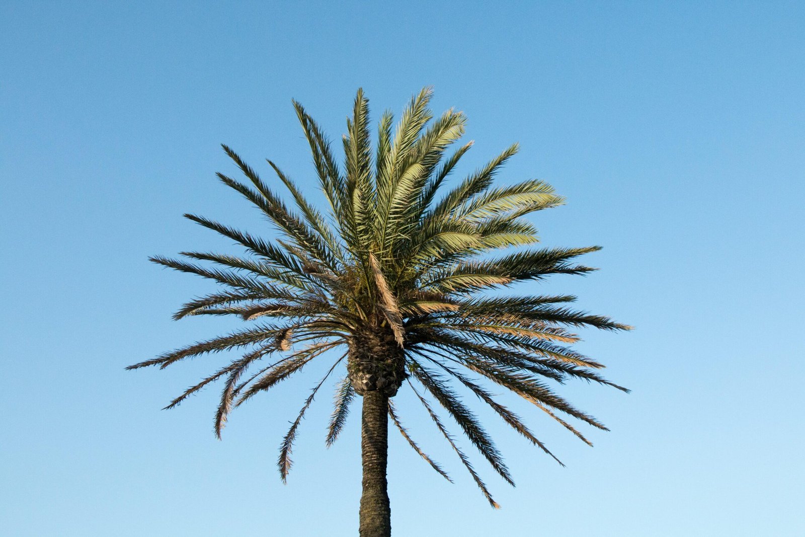 Eine einzelne Palme auf Mallorca vor blauem Himmel, aufgenommen von Joacim Bohlander.