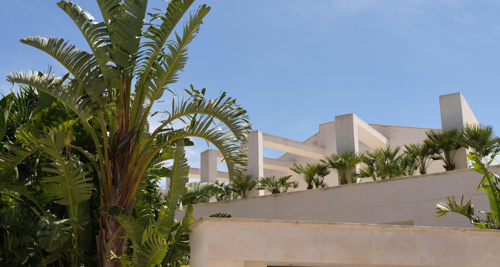 Palmen und ein weißes Gebäude auf Mallorca unter einem blauen Himmel, fotografiert von Tim Schmidbauer.