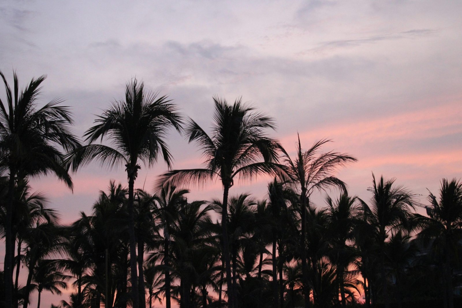 Palmen silhouettiert vor einem pinken und lila Himmel auf Mallorca, aufgenommen von Veronica Moreno-Alvarez.