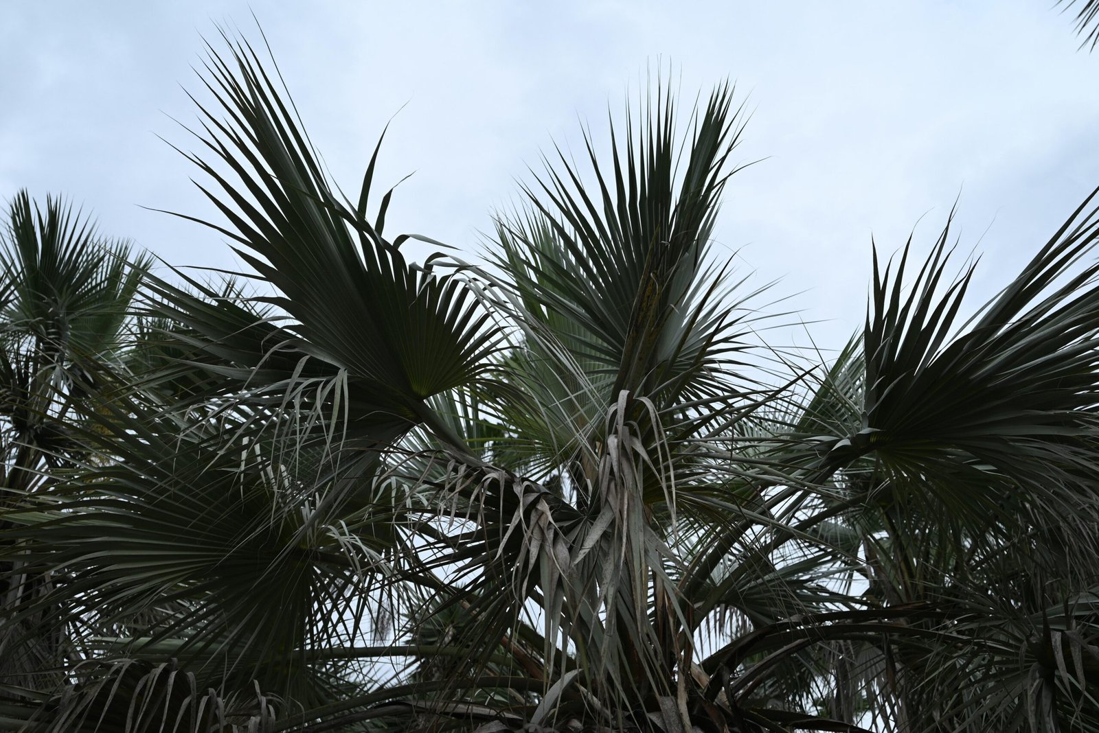 Palmenblätter vor bewölktem Himmel auf Mallorca, aufgenommen von Tina Devidze