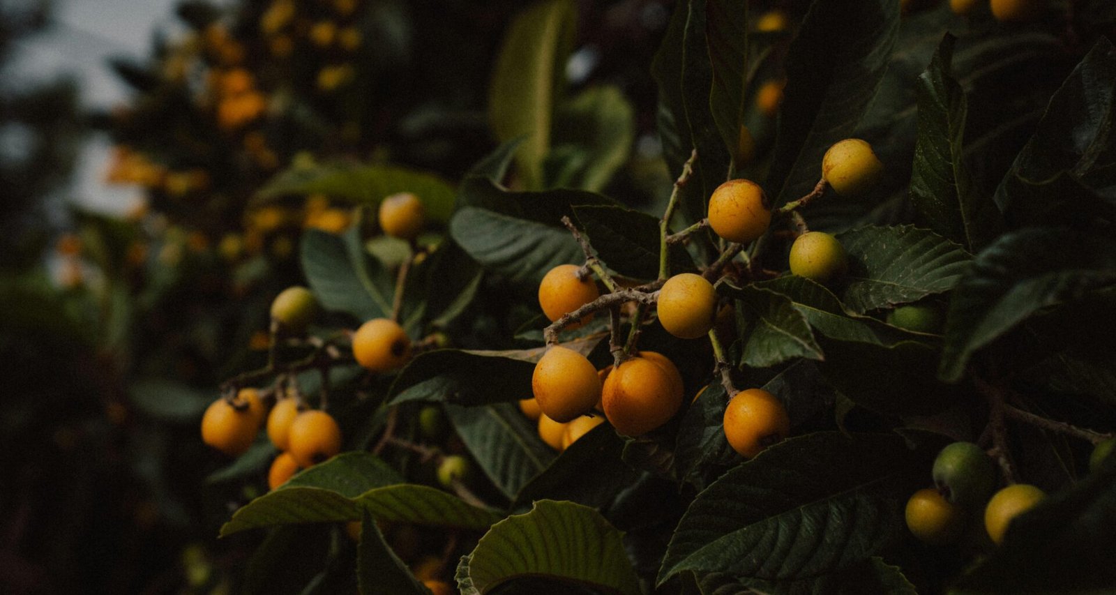 Reife gelbe Fruchttrauben hängen an einem dunklen grünen Baum auf Mallorca, fotografiert von Steffen Schubert.