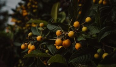 Reife gelbe Fruchttrauben hängen an einem dunklen grünen Baum auf Mallorca, fotografiert von Steffen Schubert.