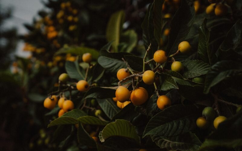 Reife gelbe Fruchttrauben hängen an einem dunklen grünen Baum auf Mallorca, fotografiert von Steffen Schubert.