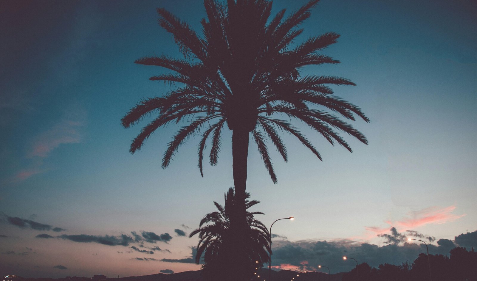 Silhouette von Palmen auf Mallorca bei Sonnenuntergang, fotografiert von Benjamin Voros.