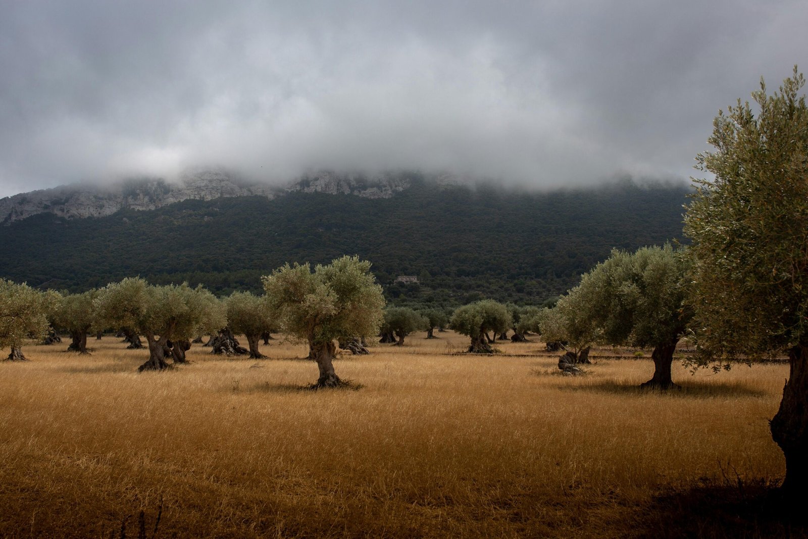 Grüne Bäume auf einem Feld bei Tageslicht auf Mallorca, aufgenommen von Vincent Eisfeld