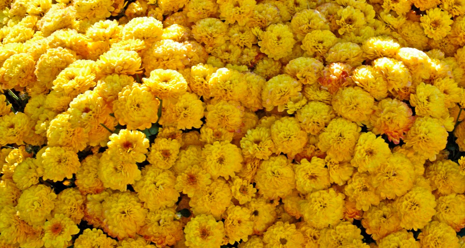 Viele gelbe Chrysanthemen füllen das Bild und zeigen die blühende Pflanzenvielfalt auf Mallorca.