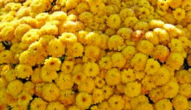 Viele gelbe Chrysanthemen füllen das Bild und zeigen die blühende Pflanzenvielfalt auf Mallorca.