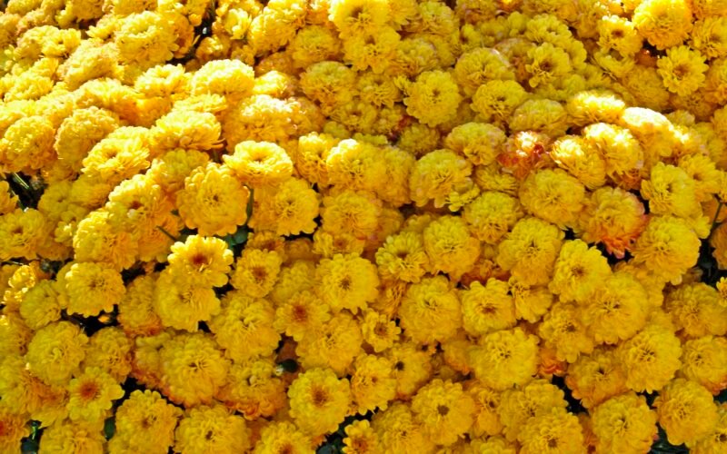 Viele gelbe Chrysanthemen füllen das Bild und zeigen die blühende Pflanzenvielfalt auf Mallorca.