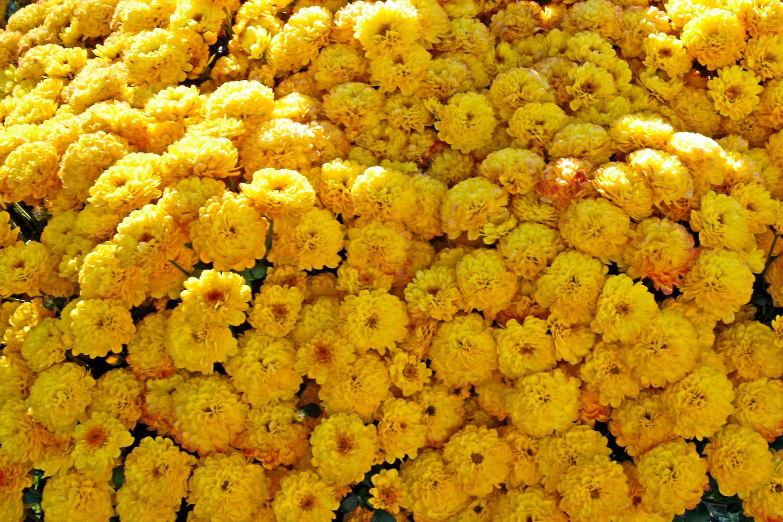 Viele gelbe Chrysanthemen füllen das Bild und zeigen die blühende Pflanzenvielfalt auf Mallorca.