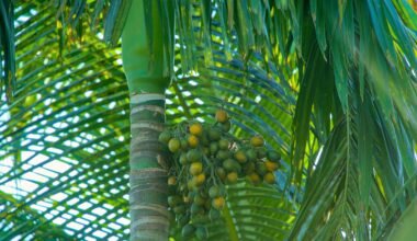 Bunte grüne und gelbe Früchte hängen an einer Palme auf Mallorca, aufgenommen von Rohingya Creative Production.