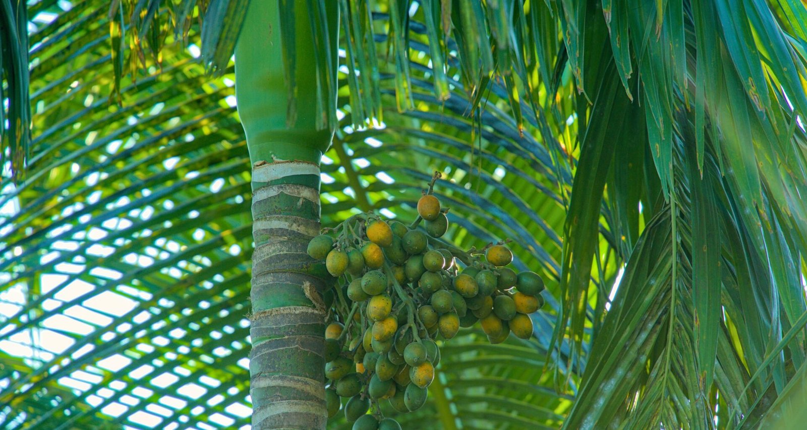 Bananen und andere Früchte hängen an einer Palme auf Mallorca, fotografiert von Rohingya Creative Production.