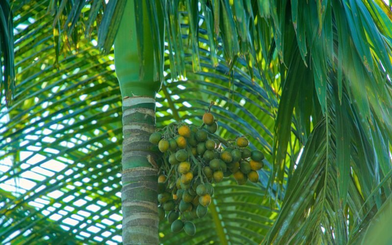 Bananen und andere Früchte hängen an einer Palme auf Mallorca, fotografiert von Rohingya Creative Production.