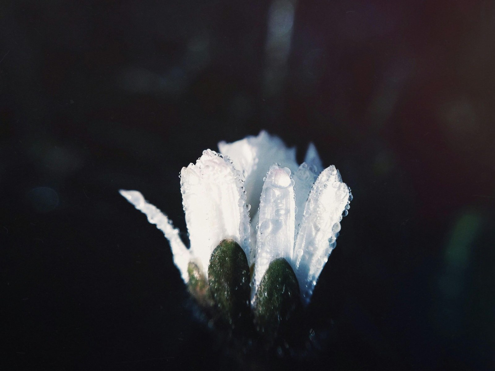 Weiße Blume mit Regentropfen auf Mallorca, fotografiert von Demi Kwant