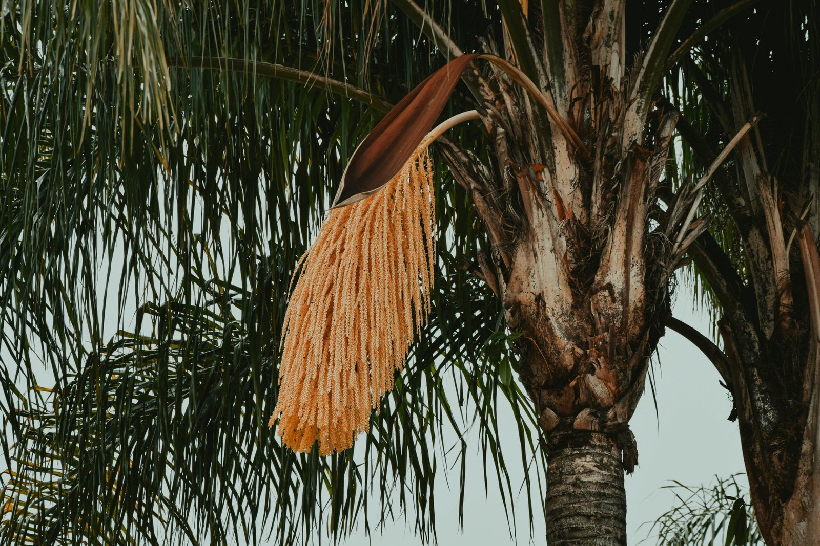 Ein Baum mit braunen und grünen Blättern bei Tageslicht auf Mallorca, aufgenommen von Frames For Your Heart.