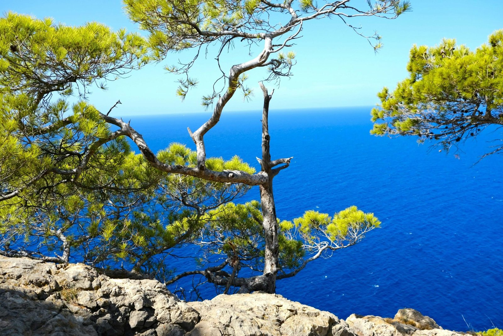 Ein Baum auf einer felsigen Klippe über dem Meer auf Mallorca, aufgenommen von Lisette Harzing.