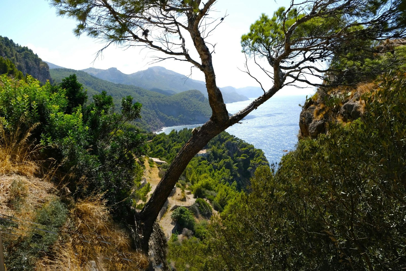 Ein Baum steht neben einem ruhigen Gewässer auf Mallorca, aufgenommen von Lisette Harzing.