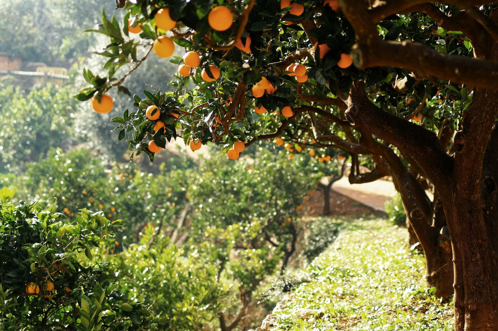 Orangenbaum voller reifer Früchte auf Mallorca, auf einem grünen Hügel mit dichter Vegetation
