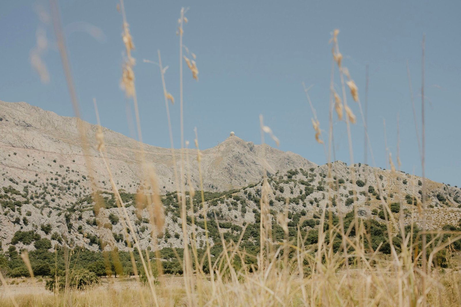 Feld mit hohem Gras auf Mallorca, fotografiert von Nick Missiaen, zeigt die natürliche Vegetation der Insel.