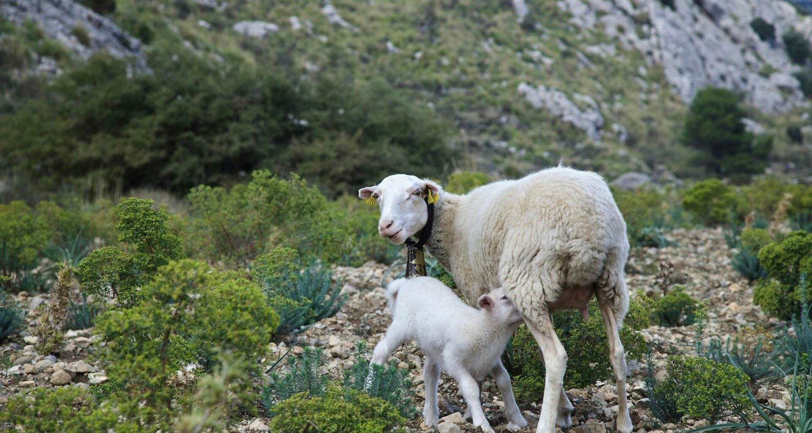 Mutter- und Baby-Schaf auf Mallorca auf einem felsigen Hügel, aufgenommen von Stock Birken