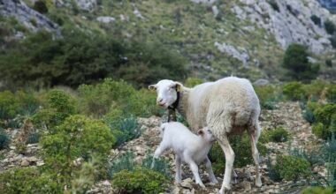 Mutter- und Baby-Schaf auf Mallorca auf einem felsigen Hügel, aufgenommen von Stock Birken