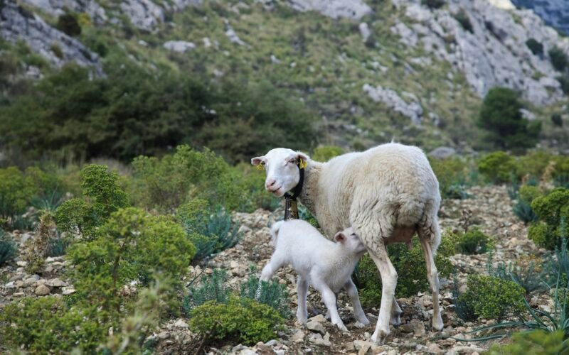 Mutter- und Baby-Schaf auf Mallorca auf einem felsigen Hügel, aufgenommen von Stock Birken