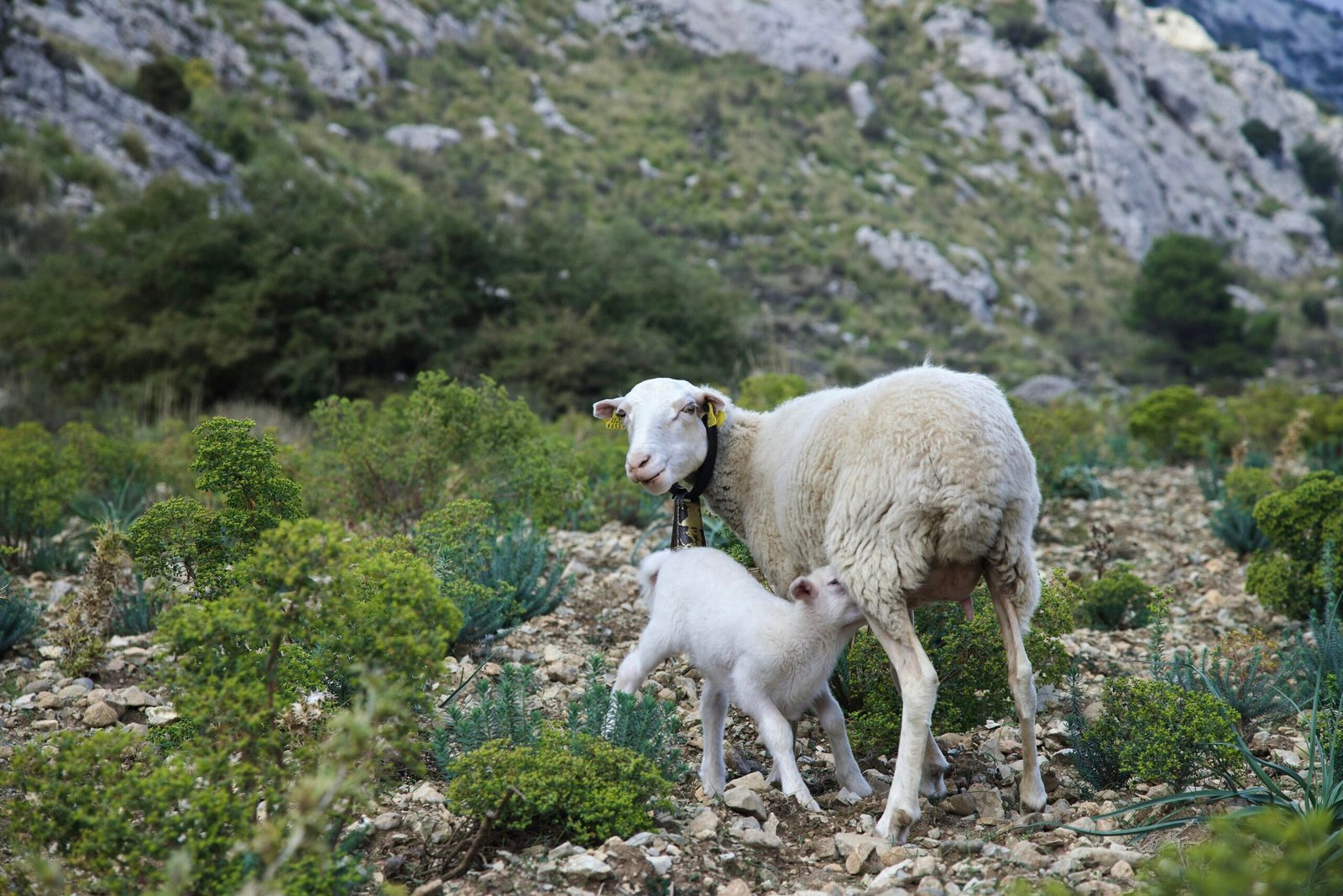 Mutter- und Baby-Schaf auf Mallorca auf einem felsigen Hügel, aufgenommen von Stock Birken