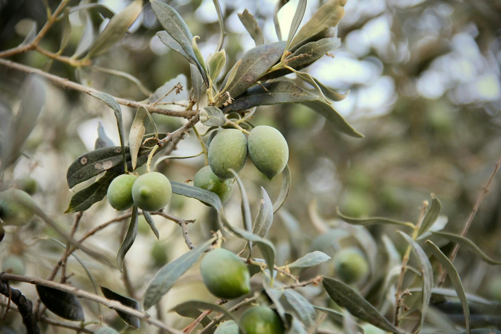 Olivenbaum mit vielen grünen Oliven auf Mallorca, fotografiert von Gray Clary