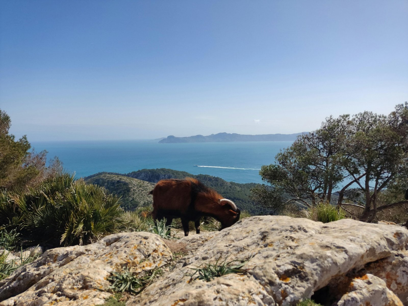 Braune Kuh steht auf einem grünen Hügel auf Mallorca, umgeben von üppiger Vegetation, aufgenommen von Muzykalne Podróże.