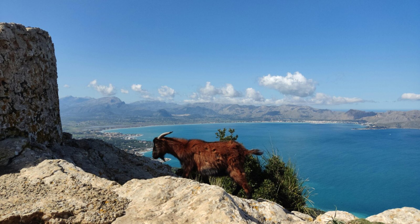 Braune Ziege steht auf einem felsigen Hügel auf Mallorca, aufgenommen von Muzykalne Podróże.