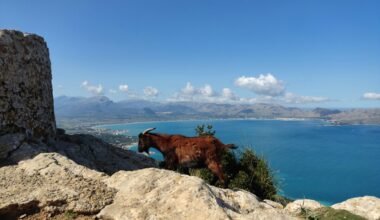 Braune Ziege steht auf einem felsigen Hügel auf Mallorca, aufgenommen von Muzykalne Podróże.