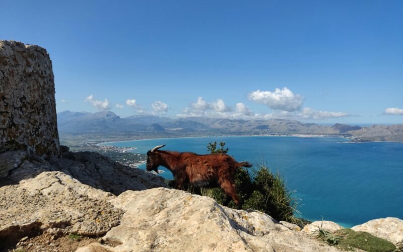 Braune Ziege steht auf einem felsigen Hügel auf Mallorca, aufgenommen von Muzykalne Podróże.