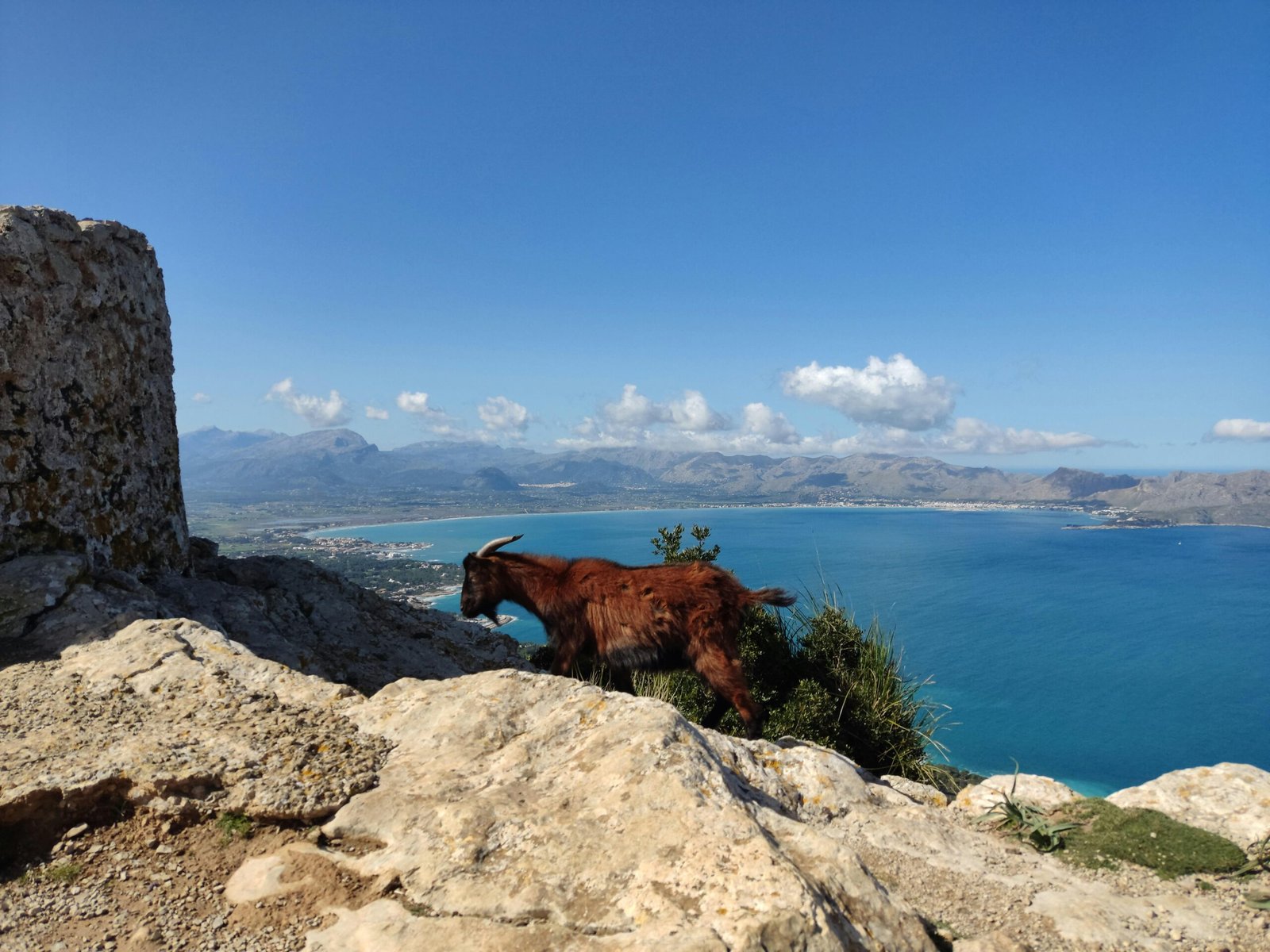 Braune Ziege steht auf einem felsigen Hügel auf Mallorca, aufgenommen von Muzykalne Podróże.