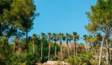 Gruppe von Palmen auf einem Hügel auf Mallorca, aufgenommen von Luke Moss