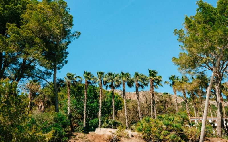 Gruppe von Palmen auf einem Hügel auf Mallorca, aufgenommen von Luke Moss