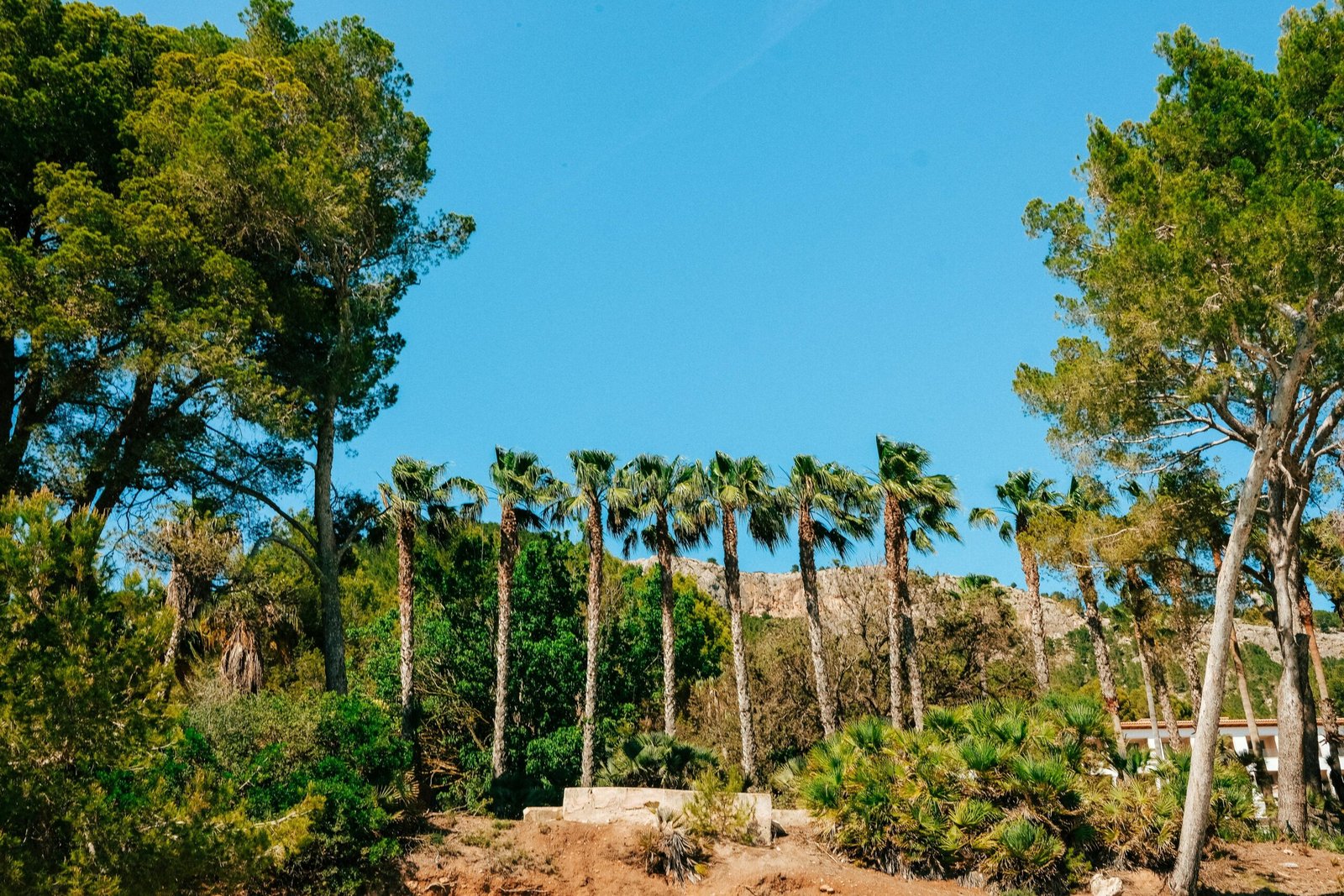 Gruppe von Palmen auf einem Hügel auf Mallorca, aufgenommen von Luke Moss