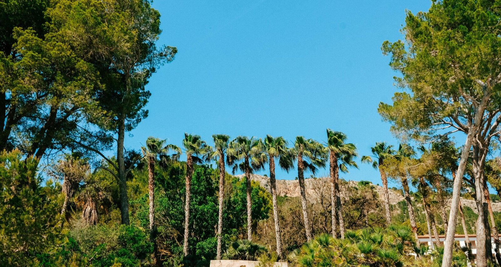 Gruppe von Palmen auf einer Hügelseite auf Mallorca, aufgenommen von Luke Moss