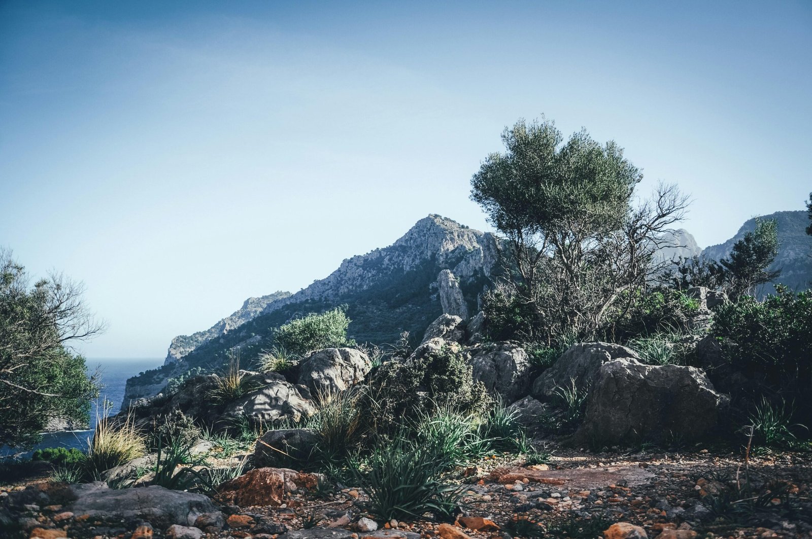 Grüne Bäume auf Mallorca vor felsiger Bergkulisse bei Tageslicht, aufgenommen von Max Prieß
