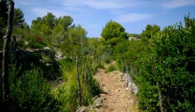 Grüne Bäume unter blauem Himmel während des Tages auf Mallorca, aufgenommen von Kevin Johnston.