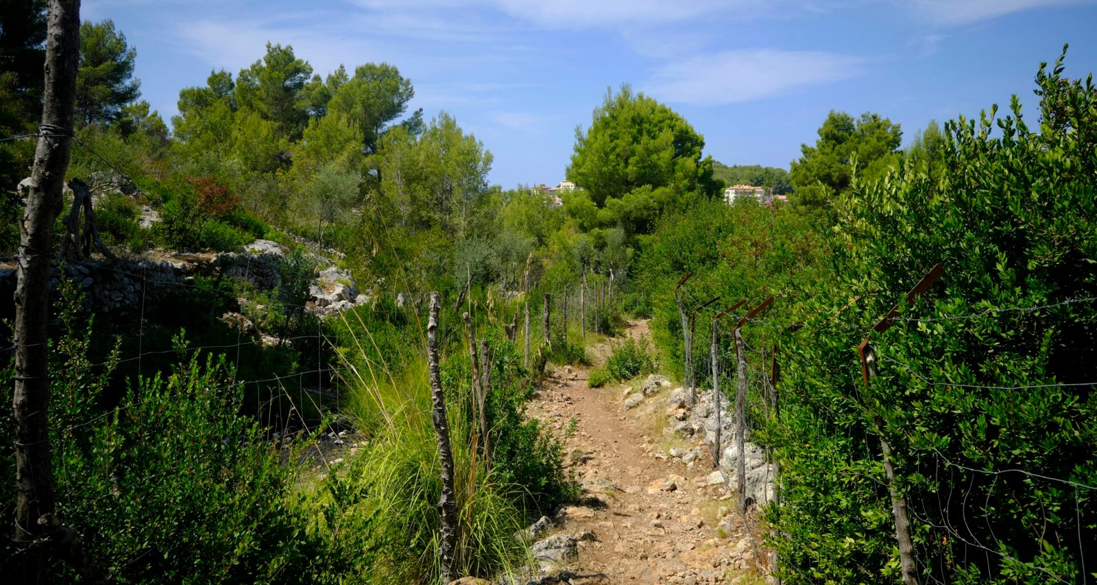 Grüne Bäume unter blauem Himmel während des Tages auf Mallorca, fotografiert von Kevin Johnston.