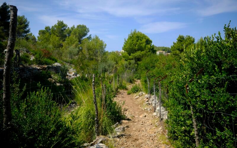 Grüne Bäume unter blauem Himmel während des Tages auf Mallorca, fotografiert von Kevin Johnston.